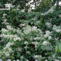 Tripterygium regelii- kolmtiivak