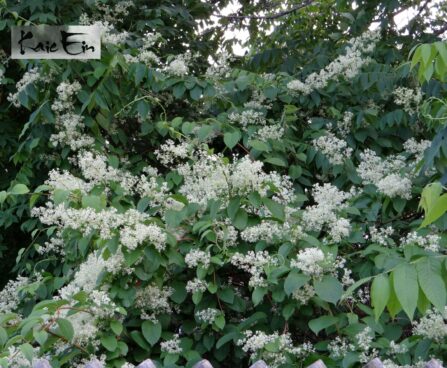 Tripterygium regelii- kolmtiivak