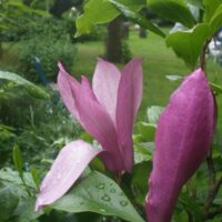 Magnolia`Susan`-magnoolia