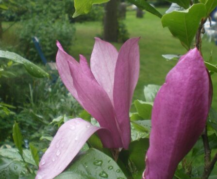 Magnolia`Susan`-magnoolia
