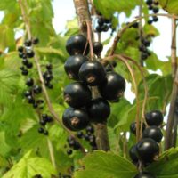 Ribes nigrum must sõstar `Elo`