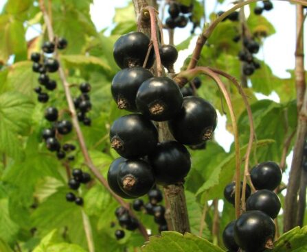 Ribes nigrum must sõstar `Elo`
