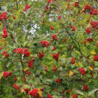 Scandosorbus intermedia-pooppuu