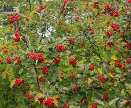 Scandosorbus intermedia-pooppuu