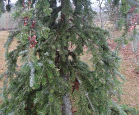 Abies veitchii `Pendula`-Jaapani nulg