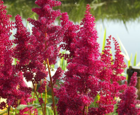 Astilbe Fanal-4-D