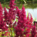 Astilbe Fanal-4-D