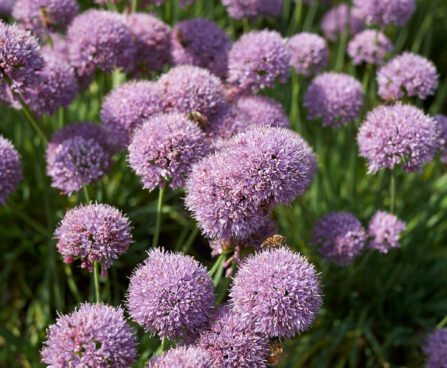 Allium Hybrid. `Sugar Melt`-hübriidlauk ,Senesces,Purple,Blossom