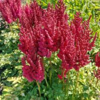 Astilbe You and Me Always -D- 5-hiina astilbe