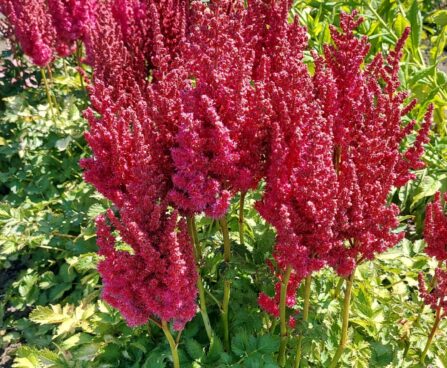 Astilbe You and Me Always -D- 5-hiina astilbe