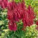 Astilbe You and Me Always -D- 5-hiina astilbe