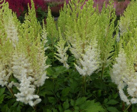 Astilbe Youandme Together -D- 3