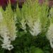 Astilbe Youandme Together -D- 3