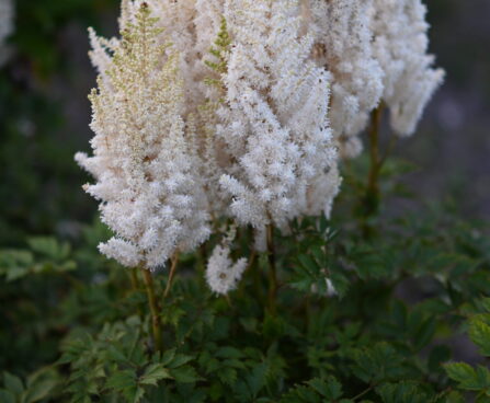 Astilbe Youandme Together -DC- 1