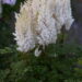 Astilbe Youandme Together -DC- 1
