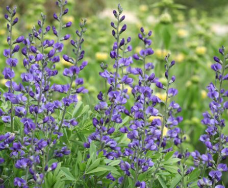 Baptisia-sinine baptiisia photo Kebol