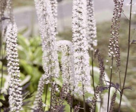 Cimicifuga Hillside Black Beauty -D- 2 (002)-liht-lursslill