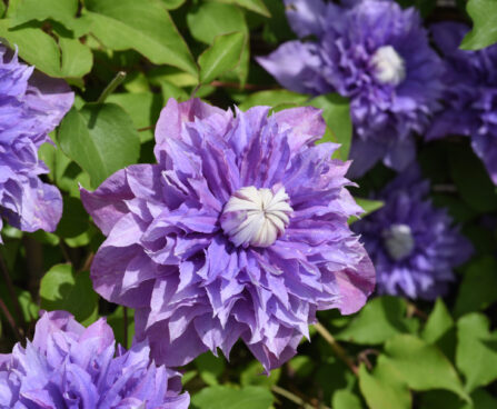 Clematis,Hybrid,,Multi,Blue-elulõng