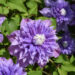 Clematis,Hybrid,,Multi,Blue-elulõng
