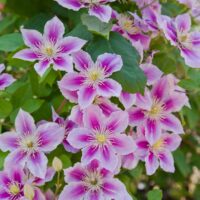 Pink,Clematis,Flowers,Are,In,Bloom,In,The,Park.,The-elulõng