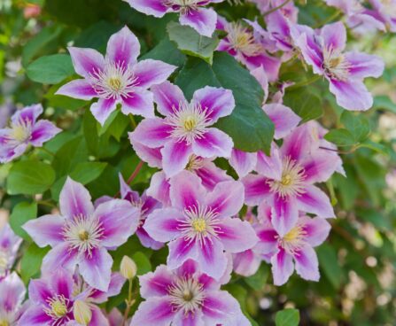 Pink,Clematis,Flowers,Are,In,Bloom,In,The,Park.,The-elulõng