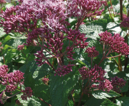 Eupatorium Red Dwarf-2-D-vesikanep