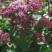 Eupatorium Red Dwarf-2-D-vesikanep