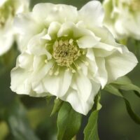 Helleborus or. Double Ellen White -D- 2