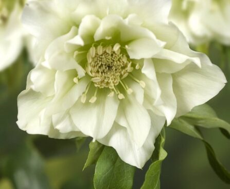 Helleborus or. Double Ellen White -D- 2