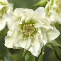 Helleborus or. Double Ellen White -D- 2