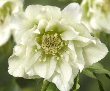 Helleborus or. Double Ellen White -D- 2