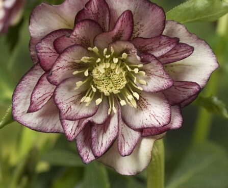 Helleborus or. Double Ellen_ Picotee -D- 2