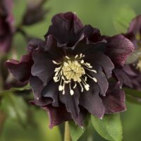 Helleborus or. Double Ellen_ Purple -D- 3