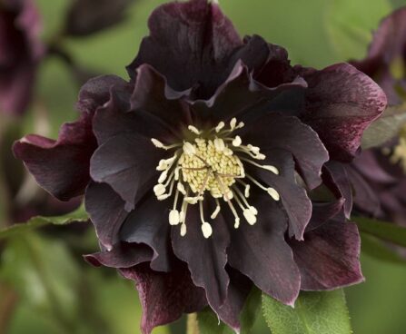 Helleborus or. Double Ellen_ Purple -D- 3