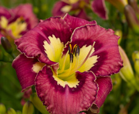 Hemerocallis Catcher in the Eye -D-päevaliilia