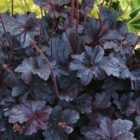 Heuchera Obsidian-2-D-helmikpööris