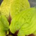 Hosta Lemon Snap -DH-hosta