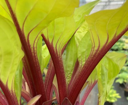 Hosta Lemon Snap -DH- 1