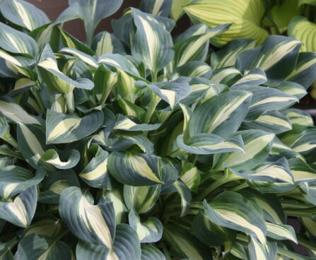 Hosta Little Treasure - D - 12