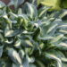 Hosta Little Treasure - D - 12