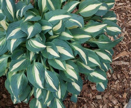 Hosta Little Treasure -D 10 -