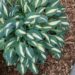 Hosta Little Treasure -D 10 -