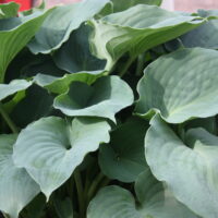 Hosta Moonlight Sonata - D - 13
