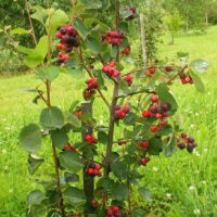 Amelanchier alnifolia`Northline`-lepalehine toompihlakas