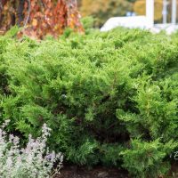 1683_10930_Juniperus_media_Mint_Julep__keskmine_kadakas.jpg