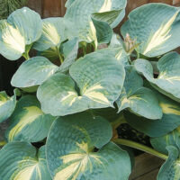 Hosta Thunderbolt-2-D