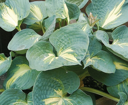 Hosta Thunderbolt-2-D