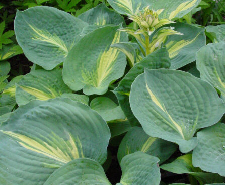 Hosta Thunderbolt-4-D