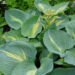 Hosta Thunderbolt-4-D