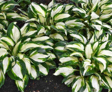 Hosta Vulcan -D- 1